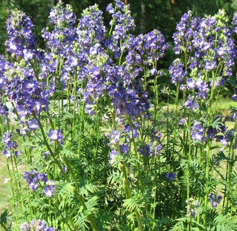 Polemonium caeruleum seed